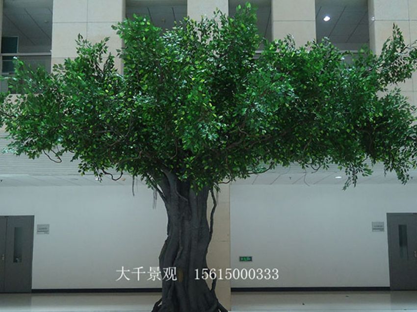 點擊查看詳細信息<br>標題：室內榕樹 閱讀次數：1553